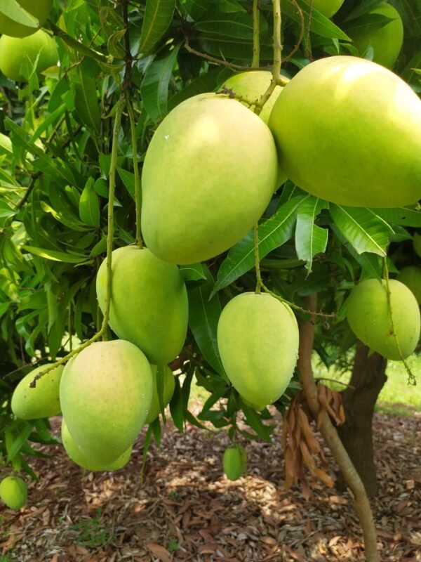 Banginapalli – The King of Mangoes